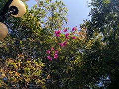 -中山大学学者灵芝(园南路店)