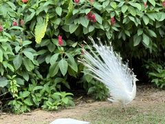 -广州长隆野生动物世界