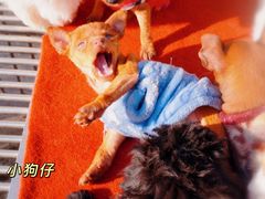 -宿州花鸟鱼虫古玩宠物大市场