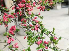 -西安关中民俗艺术博物院
