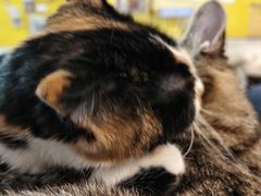 -平行世界·猫咖(首经贸店)