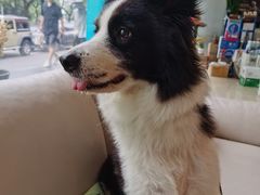 -瑞派申生动物医院·24H夜诊·国际动物医疗中心·骨外科(吴中路店)