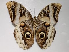 -上海昆虫博物馆