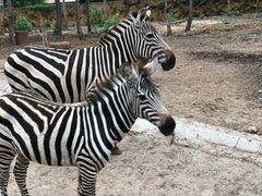 -清迈夜间动物园