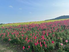 -径山花海