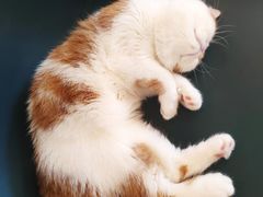 -飞行喵MR PILOT|猫舍·猫咖(静安大融城店)
