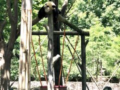 -都江堰中华大熊猫苑