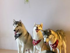 -Husky Go! 哈士奇体验馆·宠物咖啡厅狗咖