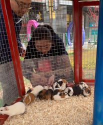 -萌宠亲子动物乐园(槐房万达店)