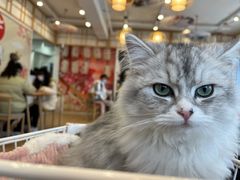 -Let's go狗咖·猫咖·奶狗·桌游(春熙路IFS店)