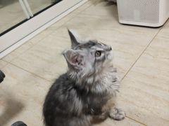 -FAELING PETS美天灵宠物(合生汇店)