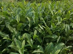 -春禾缘茶业(合生城邦四街坊店)