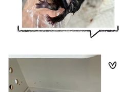 -青奢宠物·青奢猫舍