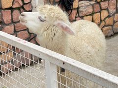 -J Create城市露营咖啡·简餐·宠物(上海动物园店)