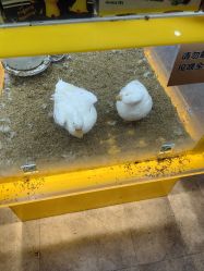 点击看大图 -神奇动物撸宠馆·羊驼·小浣熊·异宠(豫园店)