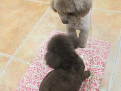 -西安京西宠物医院·瘫痪·疑难杂症