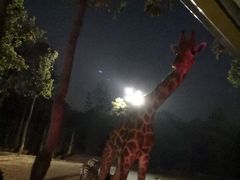 -清迈夜间动物园