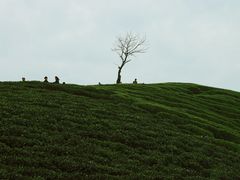 -龙坞茶村