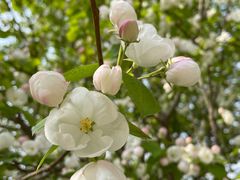 -石家庄市植物园