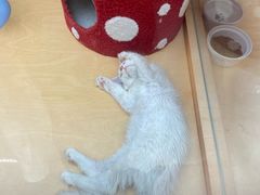 -帕帕拉兹宠物(亚洲旗舰店)