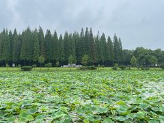 -宜兴龙背山森林公园