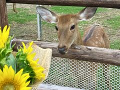-杭州湾海上花田景区