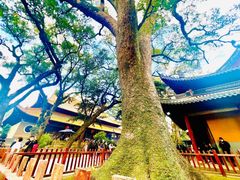 -普陀山风景名胜区-法雨禅寺