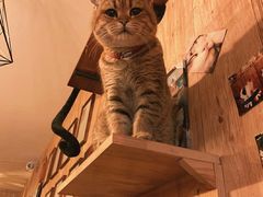 -名猫咖啡馆·撸猫·拼豆