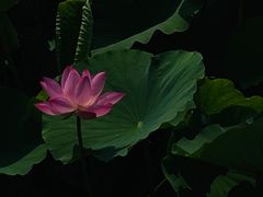 -前关湿地公园