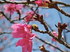 -东莞植物园