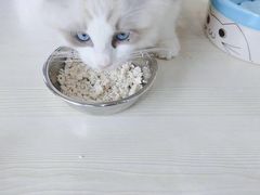 -秀猫阁·猫咪花园(万达店)