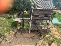 -西霞口神雕山野生动物世界