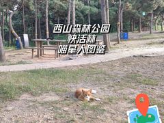 -北京西山国家森林公园