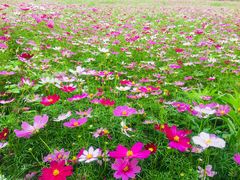 -成都中医药大学(温江校区)