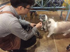 -共舞时光猫咖·狗咖(新街口店)