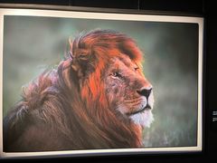 -罗红摄影艺术馆