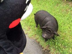 -Mr.Pizza米斯特比萨(盐城聚龙湖店)