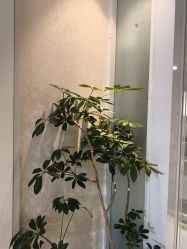 -紫洁俪方（北京）医疗美容