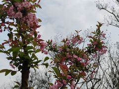 -武汉紫薇都市田园