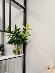 -熙朵美学植发·连锁品牌