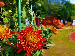 -上海共青森林公园