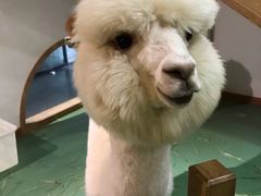 -藦茜花园宠物主题亲子互动体验馆(国顺东路店)