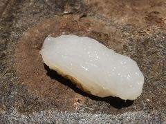 -银座岩