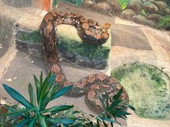 -上海大自然野生昆虫馆(东方明珠·爬宠昆虫探索中心)