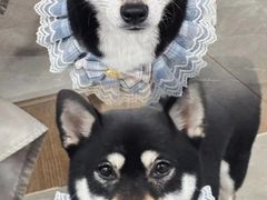 -和它·交个朋友·狗咖猫咖(爱琴海店)