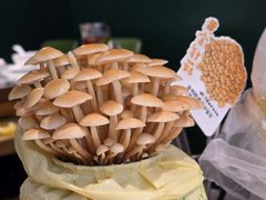 -烹然四季椰子鸡火锅(姚家园万象汇店)