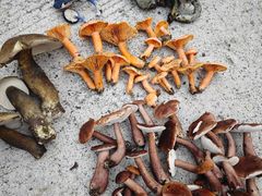 -铁山坪森林公园