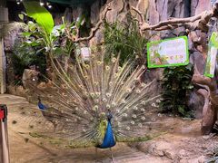-正佳雨林生态植物园