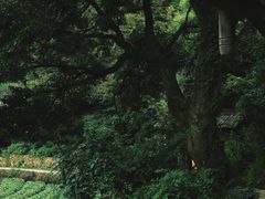 -杨家堂村