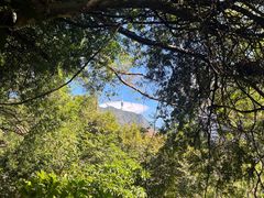 -深圳仙湖植物园